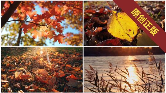 秋天风景红叶落叶空镜