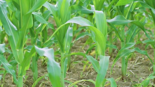 玉米种植慢镜头