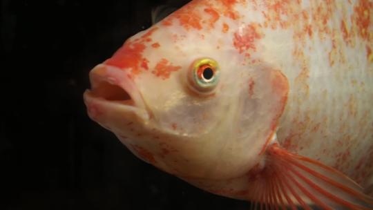红色石斑鱼