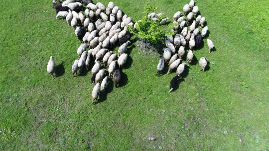 一群绵羊跑过绿地