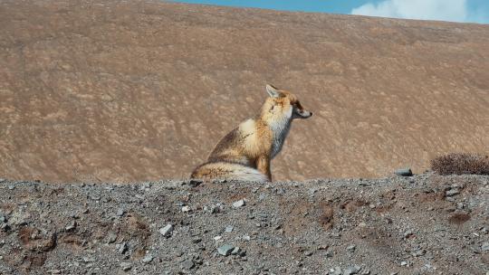 西藏旅游风光野生动物车窗外野生狐狸