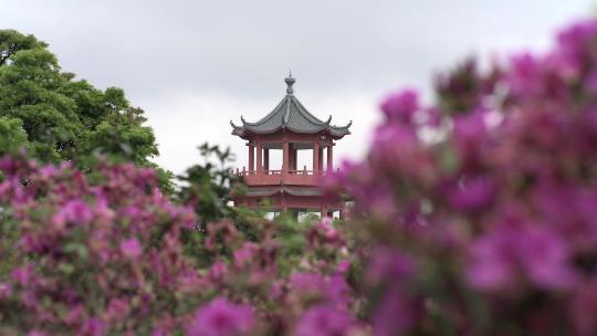 杜鹃花映山红