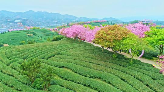 4K航拍福建龙岩永福樱花茶园台品樱花茶园