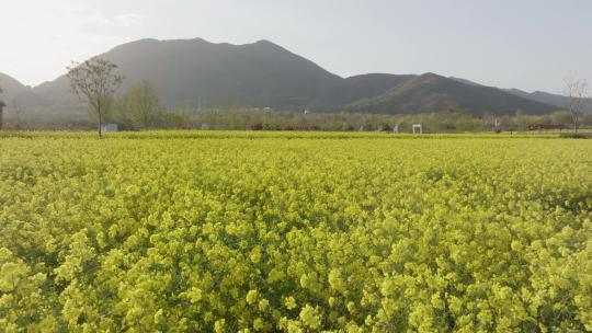 航拍太行山下油菜花