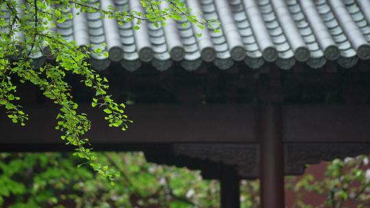 杭州钱王祠春天清明节雨天古建筑自然唯美