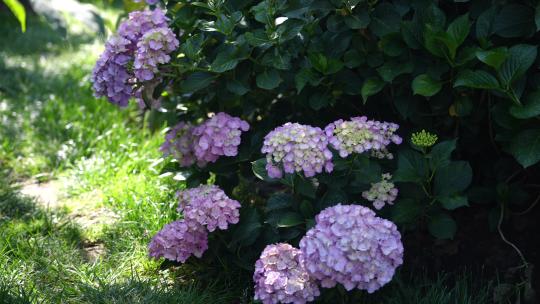 绣球花绣球花园花海牧场农场云南大理丽江