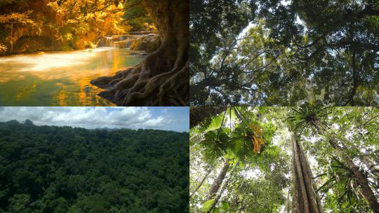 【合集】森林 热带雨林 树木 光线