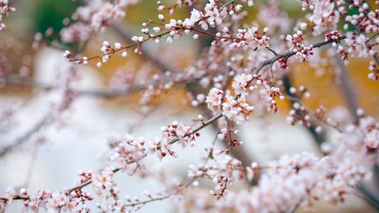 早春诗意意境桃花枝盛开
