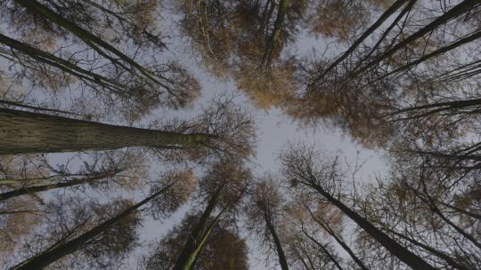 秋天的红杉林视频素材模板下载