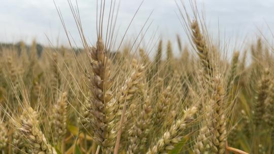 成熟的农田麦子视频素材模板下载
