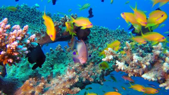 美丽的水下彩色热带鱼类视频素材模板下载