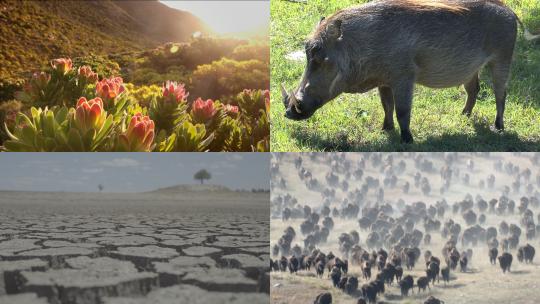 【合集】南非 自然 野生动物