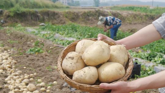 土豆种植