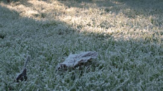 清晨草上的霜