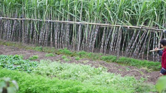 农妇扛着锄头走在甘蔗地
