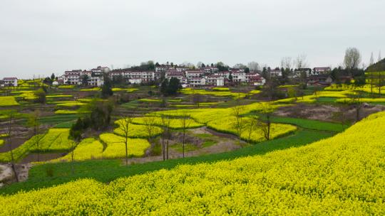 春天油菜花盛开  油菜花农田