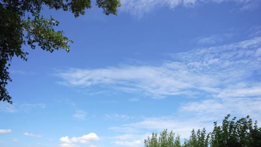 自然景色蓝天白云树枝树木缩时长镜头