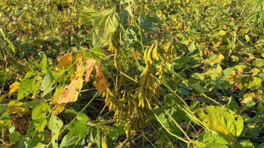 秋季成熟的大豆