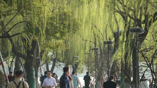 杭州西湖边柳树下的游客视频素材模板下载
