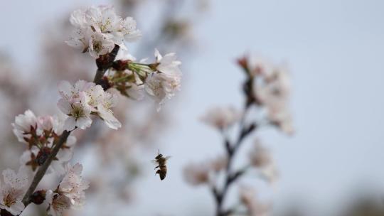 春天里樱花树上采蜜的蜜蜂