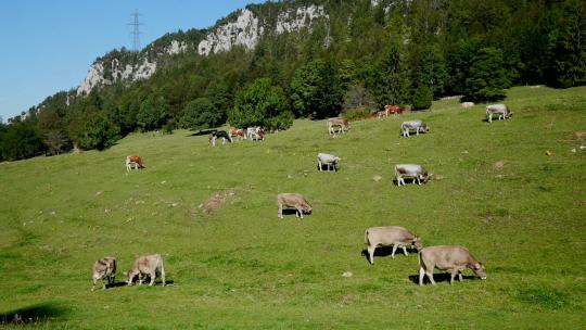 牛群站在美丽的绿色山景上