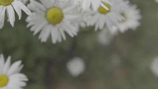 春天夏日花园阳光下草丛里的小雏菊菊花视频素材模板下载