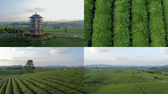 4K万亩茶海高清在线视频素材下载