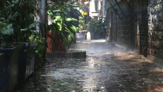 下雨-植物-空荡荡的街道-孟买