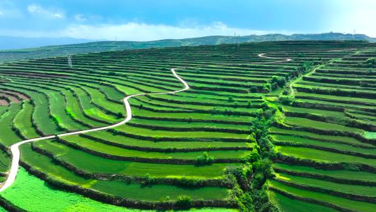 麦田 麦地梯田