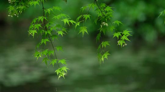 杭州虎跑下雨天的湖边的绿色枫树叶有风吹动