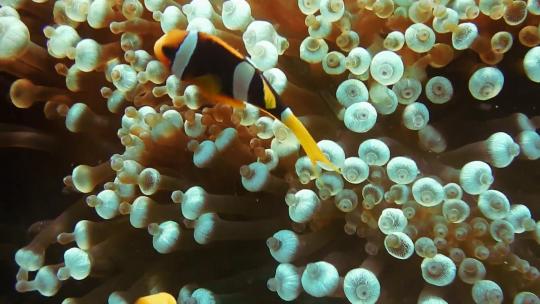 海底 珊瑚  软珊瑚   海洋生物 珊瑚礁视频素材模板下载