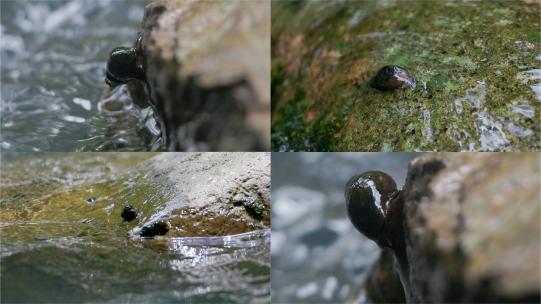 微观探秘：螺蛳爬行礁石上的溪畔生活高清在线视频素材下载