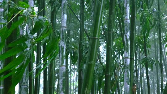 竹林雨景 风雨中摇摆的竹叶视频素材模板下载