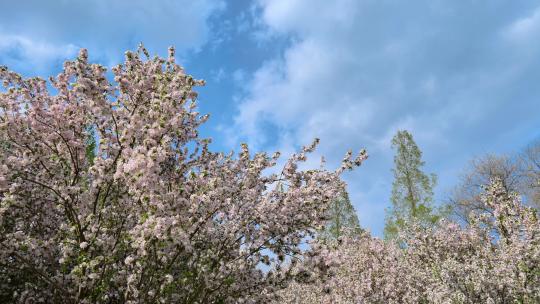 蓝天白云下盛开的海棠花