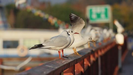 慢镜头升格城市冬天公园栏杆上休憩的海鸥