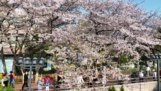 航拍武汉春天樱花季城市街头赏花的人群