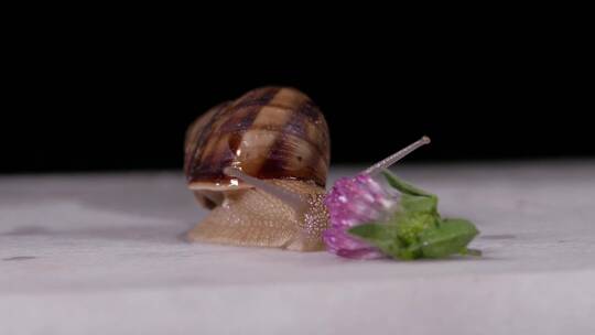 花园里的一只蜗牛在一朵小花上爬行