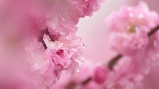 高端唯美雨中的粉色花朵视频素材模板下载
