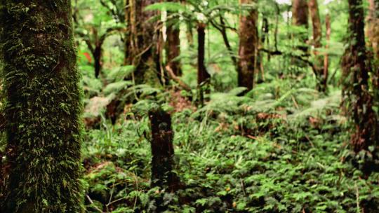 阳光植物希望森林树林树大自然春风清晨树叶