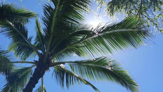 海岛棕榈树透过阳光随风摇曳