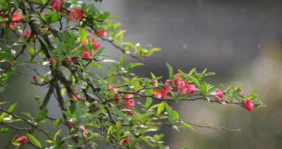 春雨中的红色小花