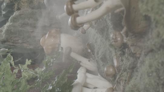 从烟雾缭绕的蘑菇景观缓缓拉出/log可调色