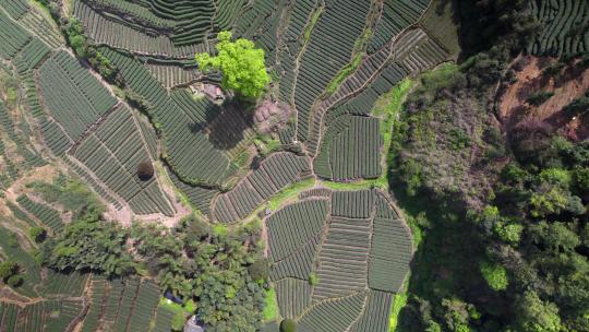 航拍四川雅安蒙顶山牛碾坪茶山