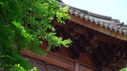 杭州下天竺 夏天寺庙屋檐前的树叶随风飘动