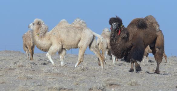 沙漠 骆驼 泥石河流 荒漠草原视频素材模板下载