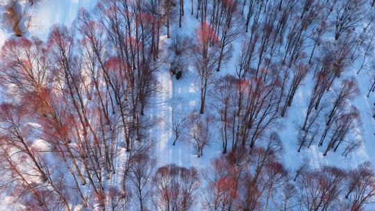 航拍早春雪原红柳林