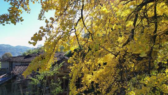 航拍金黄色银杏树叶林秋季天风吹老房屋村子