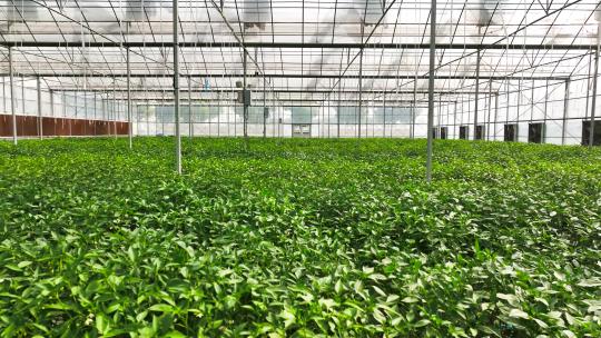 现代农业蔬菜大棚-有机蔬菜合集