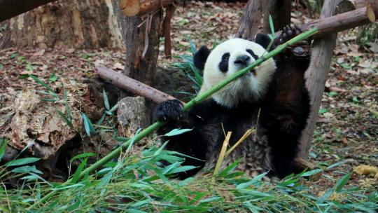 国宝大熊猫吃竹子超清