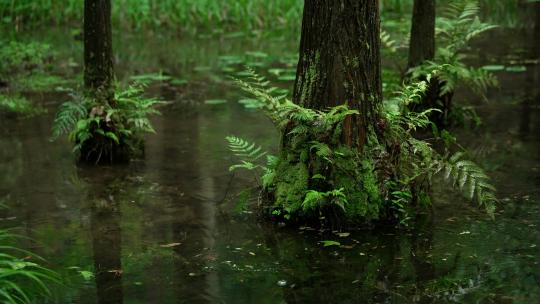 杭州虎跑下雨天绿色水杉树林下水面溅起涟漪